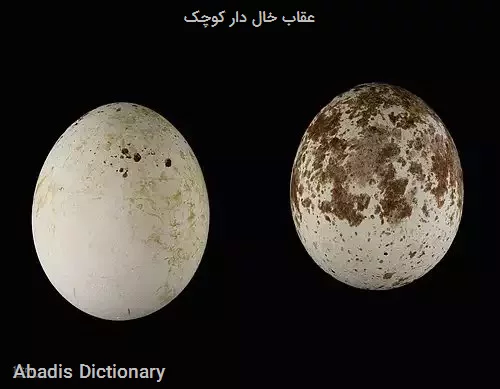 عقاب خال دار کوچک